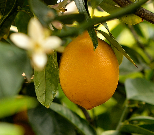 Meyer Lemon Simple Syrup » Adri Barr Crocetti